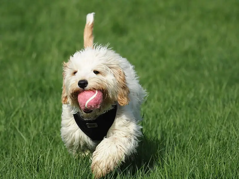 What Joint Supplements to use for a Cavapoo