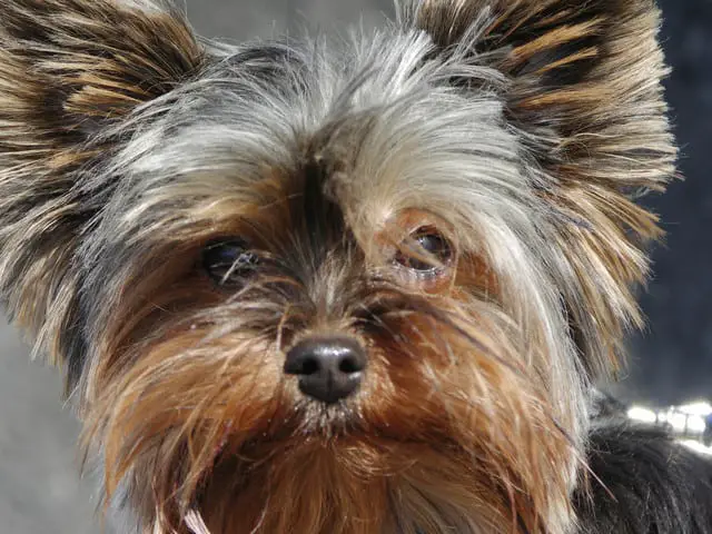 What are the best Digestive Support supplements for Yorkies?