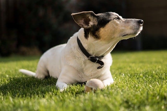 What are Jack Russells Bred For?