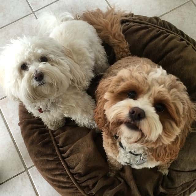 Are Cavapoos Better in Pairs?
