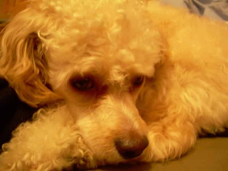 Can Cavapoos be left alone?