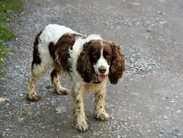 Can Springer Spaniels be shaved