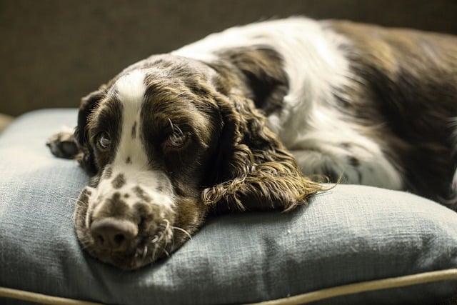 Can Springer Spaniels be left alone in the house