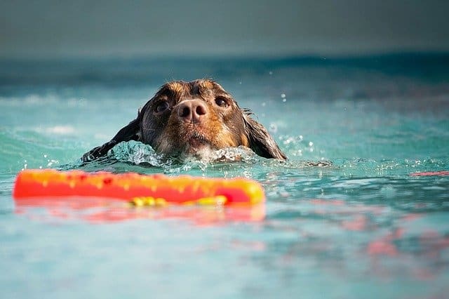 Can Springer Spaniels Swim