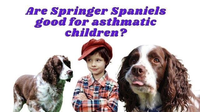 Are Springer Spaniels good for asthmatic children?
