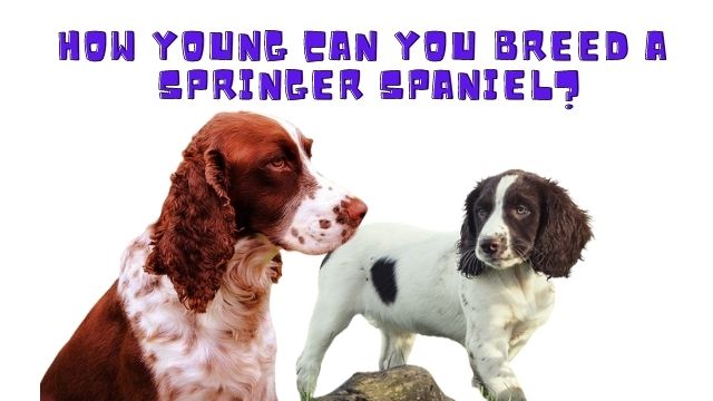 How Young Can You Breed a Springer Spaniel
