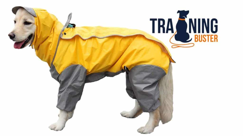 Best Raincoats for a Golden Retriever