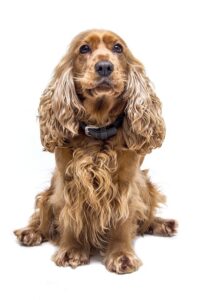 What is the Cocker Spaniel