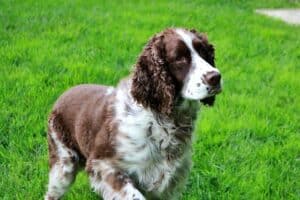 What is the Springer Spaniel