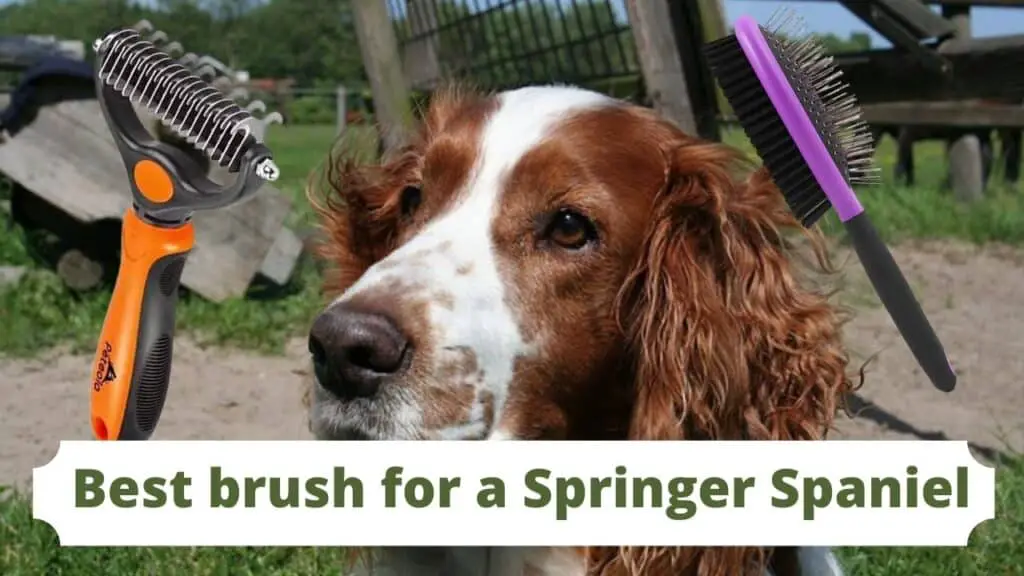 Best brush for a Springer Spaniel
