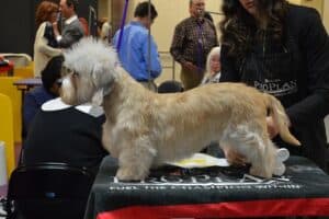 Dandie Dinmont Terrier