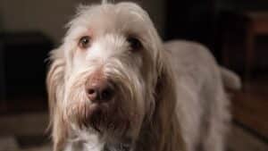 The Italian Spinone has huge ears