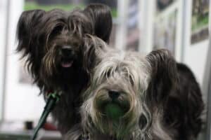 Skye Terrier