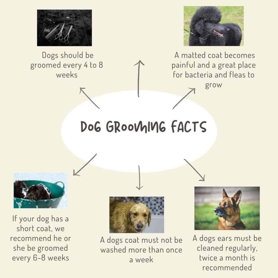 Dog grooming facts