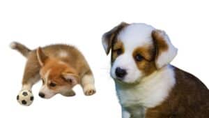 The Pembroke & Cardigan Welsh Corgis