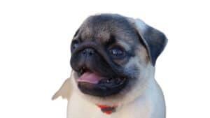 Pug