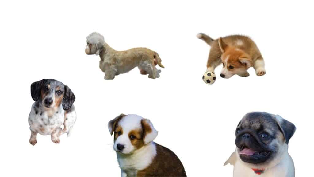 Popular True Dwarf Dog Breeds