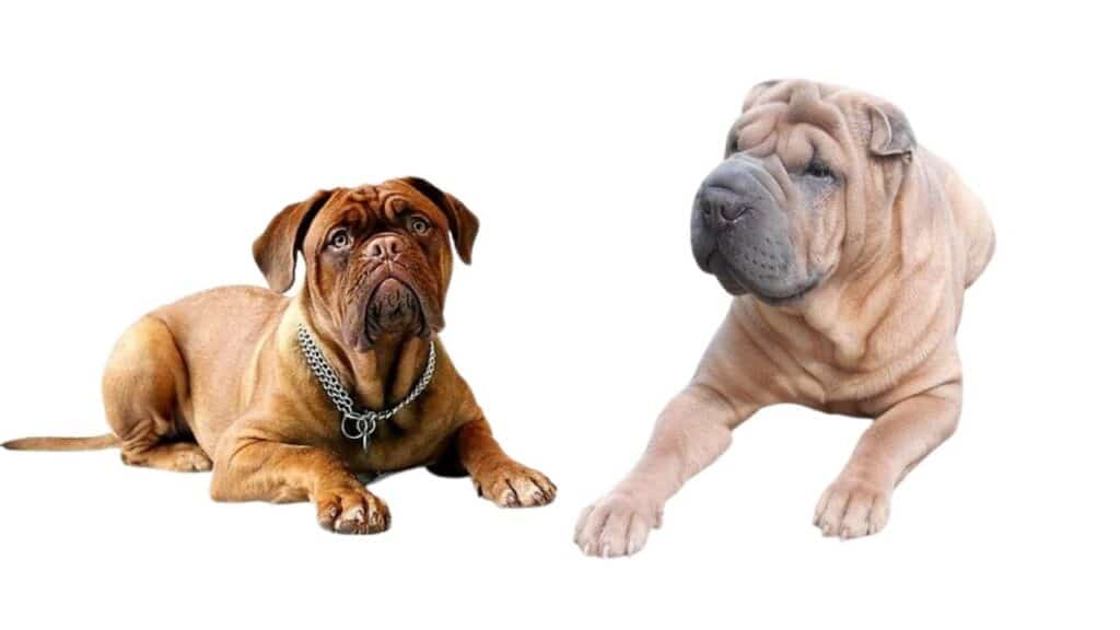 Popular Wrinkly Dog Breeds