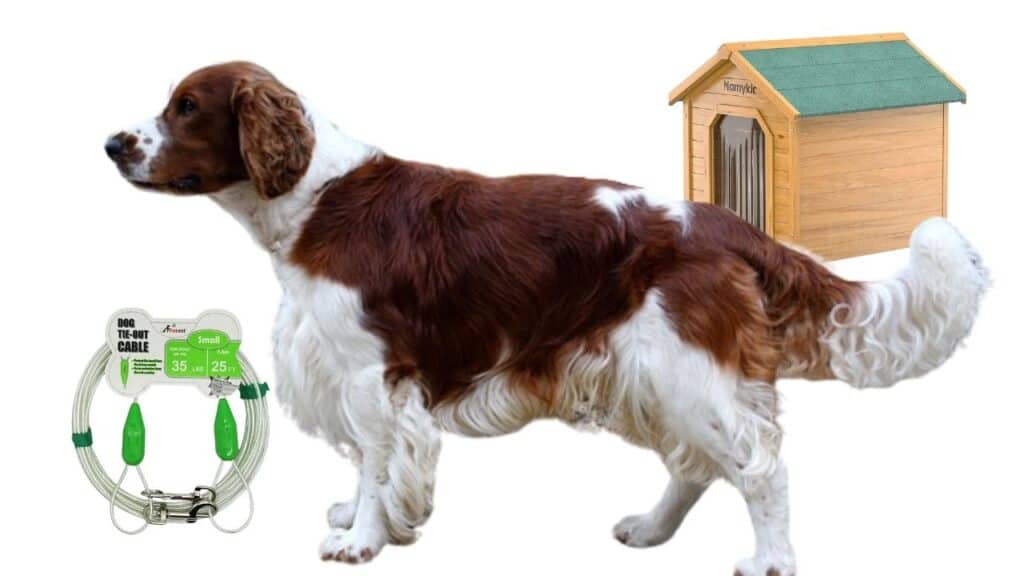 Can a Springer Spaniel live outside