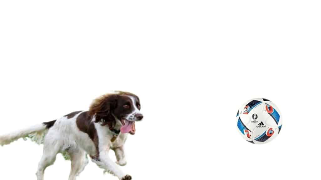 How much exercise does a Springer Spaniel need every day