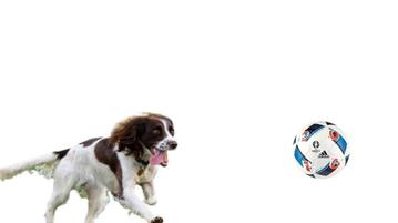 do springer spaniels need a lot of exercise