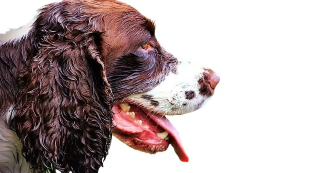 What type of coat does a Springer Spaniel have?
