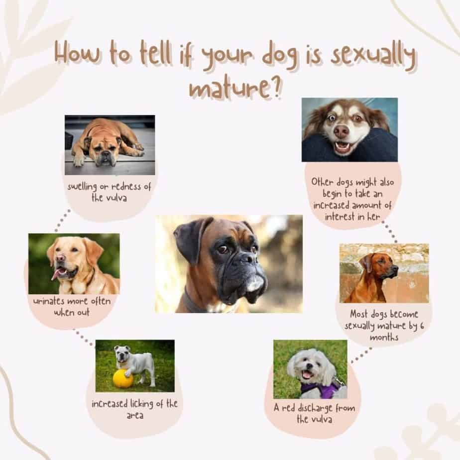 How to tell if your dog is sexually mature?