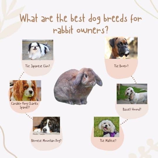 What are the best dog breeds for rabbit owners?