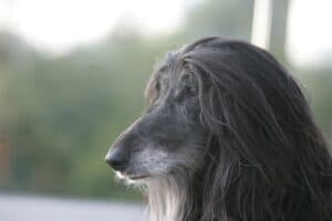 Afghan Hound has the biggest ears