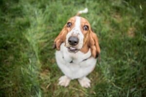 Basset Hound has very long ears