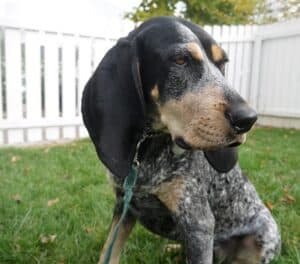 Coonhound has very large ears