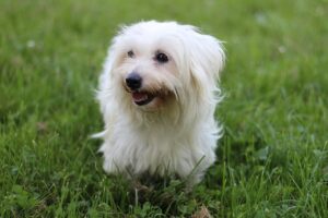 Is Coton de Tulear good with rabbits?