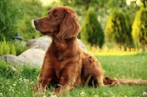 Irish Setter has the biggest ears