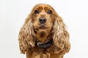 Cocker Spaniel has the biggest ears