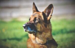 German Shepherd 