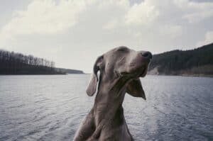 Weimaraner has the largest ears