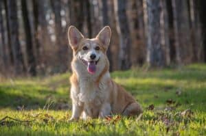 Welsh Corgi has one of the biggest ears