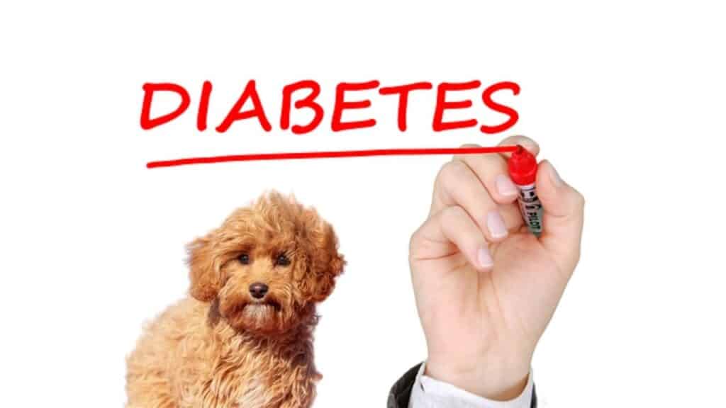 Can Cavapoo Dogs Develop Diabetes