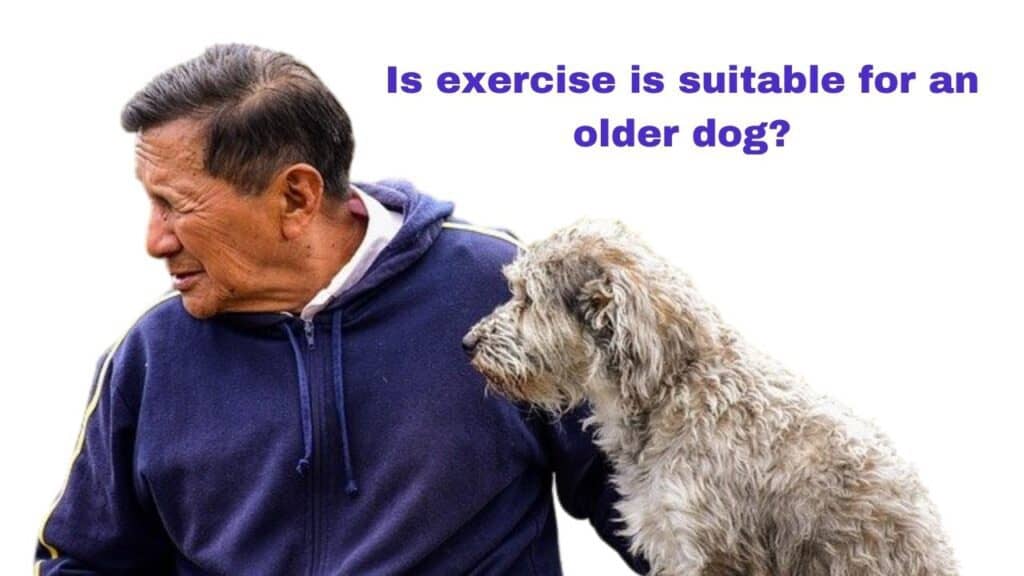 When do dogs need less exercise