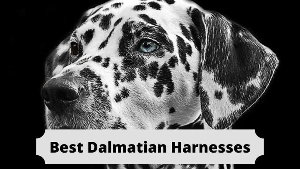 The Top 5 Best Dalmatian Harnesses