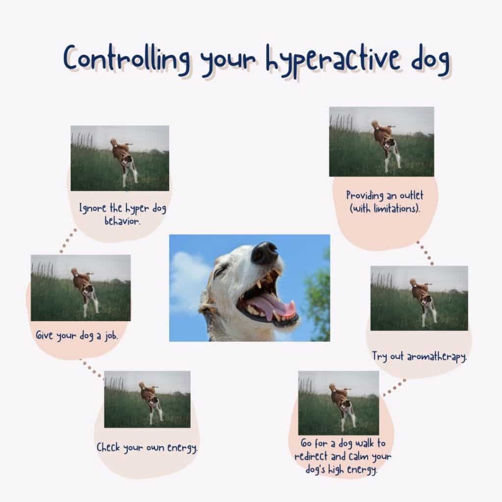 Controlling your hyperactive dog