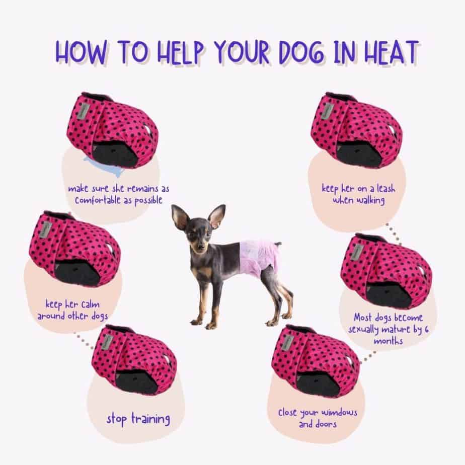 HOW TO HELP YOUR DOG IN HEAT