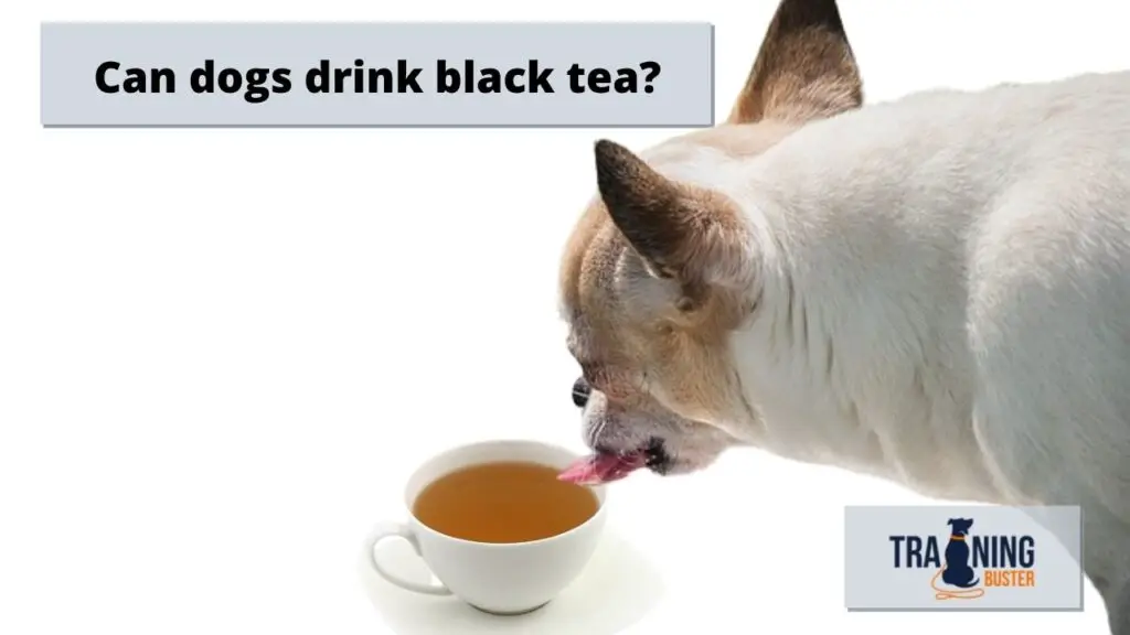 Can dogs drink black tea