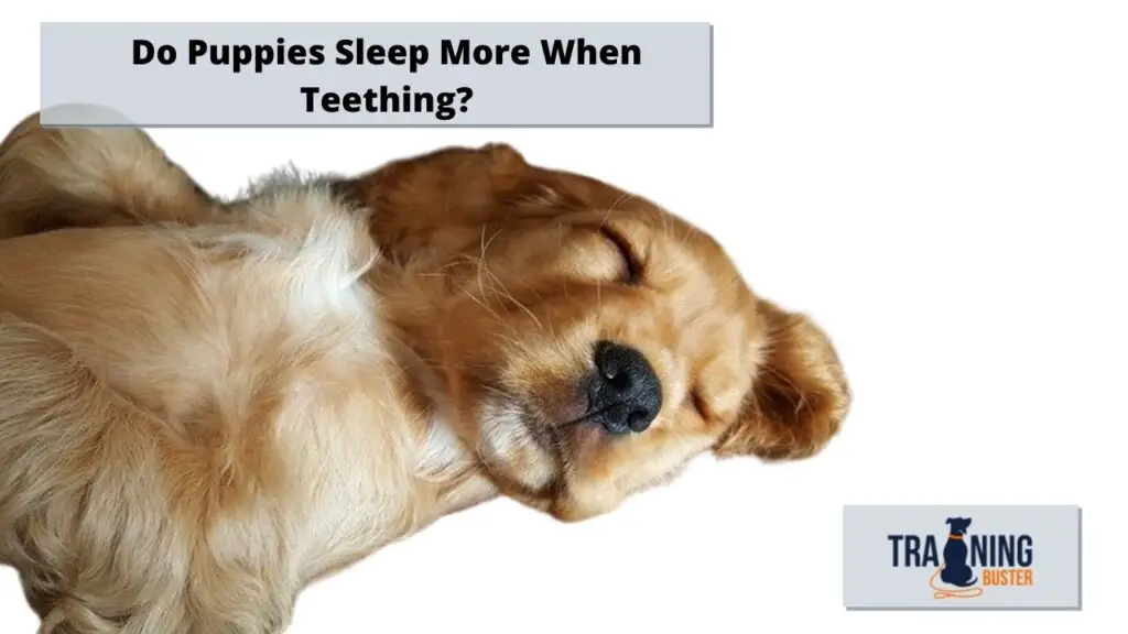 Do Puppies Sleep More When Teething?