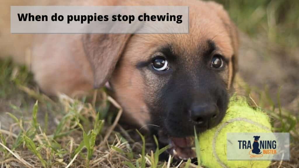 When do puppies stop chewing?
