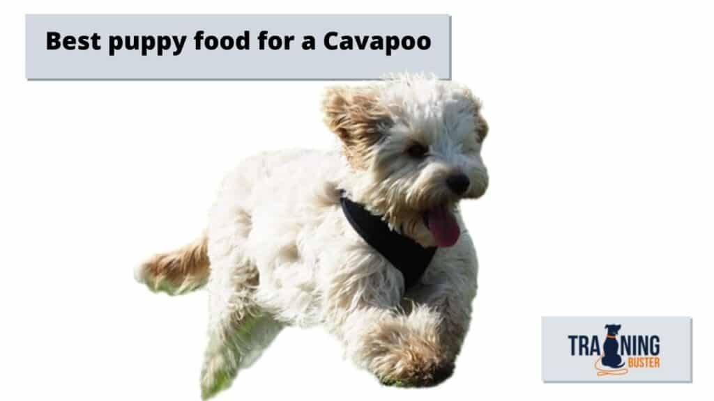 Best puppy food for a Cavapoo