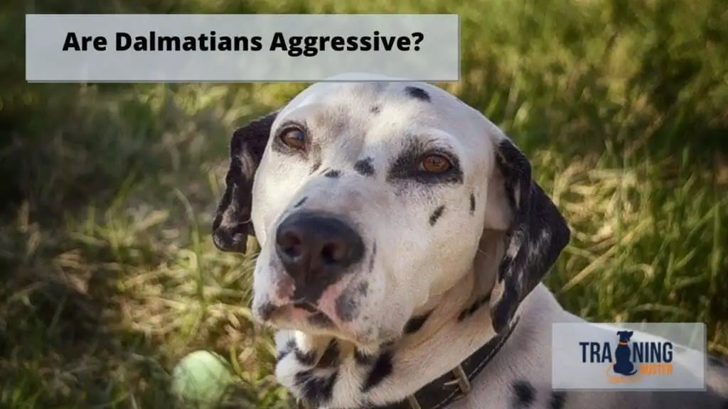 Are Dalmatians Aggressive?