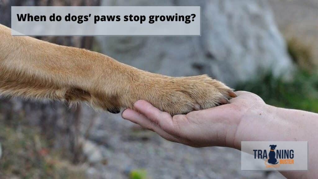 When do dogs’ paws stop growing?
