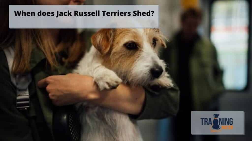 When does Jack Russell Terriers Shed?
