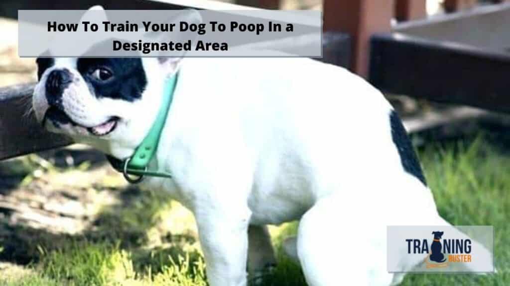 How To Train Your Dog To Poop In a Designated Area